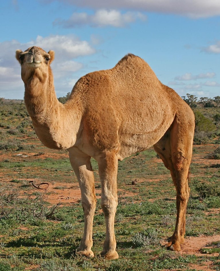 Camels in Australia ?