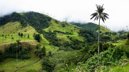 Quindio, Colombia Image
